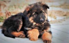 German Shepherd Puppies for Sale in Madurai