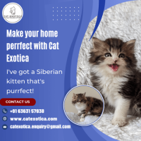 Siberian Kitten in Bangalore | Cats in Bangalore