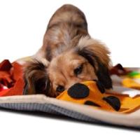 Buy Dog Squeaky Toys at Best Price| PawPawDear