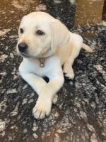 Labrador Retriever Puppies for Sale in Madurai