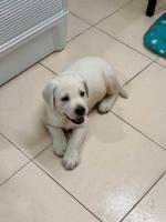 Labrador Retriever Puppies for Sale in Madurai