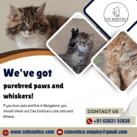 Buy Cats for Sale Online in Bangalore | Best Siberian Cat in Bangalore