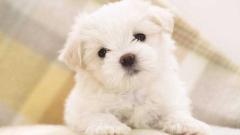 Lhasa Apso Puppies for Sale in Madurai