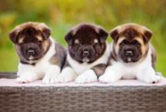 Pug Puppies for Sale in Delhi - Top-Rated Breeders & Healthy Pets