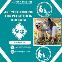 Are You Looking For Pet Sitter in Kolkata