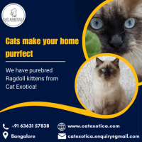 Ragdoll Cat for Sale in Bangalore | Best Ragdoll Cat in Bangalore