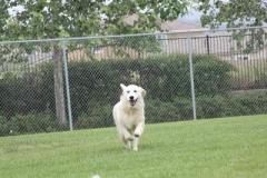 English Cream Golden Retriever