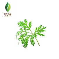 Bulk Exporter of Natural Essential Oils to the USA