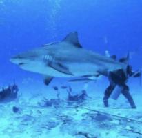 Whale shark tours Cancun