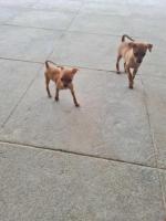 Miniature Pinscher Puppies for Sale in Madurai