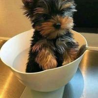 Yorkshire Terrier Puppies for Sale