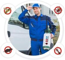 Wasp Removal in Richmond Hill - Fast & Safe Solutions Available