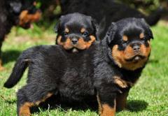 Rottweiler Puppies for Sale in Madurai