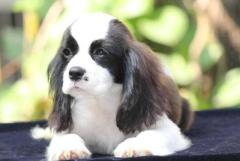 Cavalier king charles spaniel Puppies For Sale In Mysore