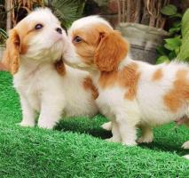 Cavalier king charles spaniel Puppies For Sale In Mysore