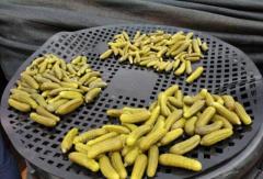 Premium Indian Gherkin Exporters: Global Quality