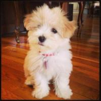 Havanese Puppies For Sale In Mysore