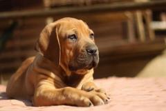 Boerboel Puppies for Sale in Mysore