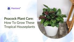 Peacock Plant Care - Bring Tropical Elegance to Your Home!