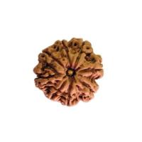 Experience Divine Harmony with 5 Mukhi Rudraksha