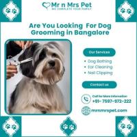 Best Dog Grooming in Bangalore at Affordable Price