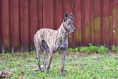 Greyhound Puppies for Sale in Mysore