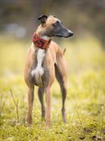 Greyhound Puppies for Sale in Mysore