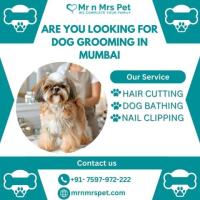 The Best Dog Grooming in Mumbai