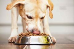 Healthy Human-Grade Dog Food for a Happy Pet