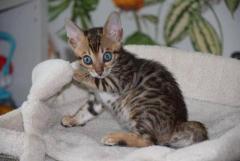 Bengal Kitten in Panipat