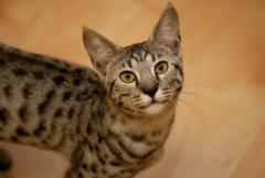 F3 Savannah Cats for Sale – Adopt Exotic F3 Savannahs at Belle Hollow