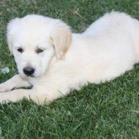 Golden Retriever Breeders California