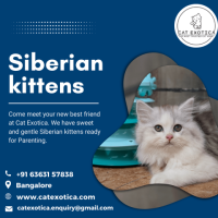 Siberian Kittens for Sale in Bangalore | Kittens in Bangalore