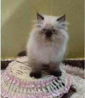 Himalayan Kitten in Panipat