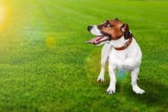 Pet Friendly Synthetic Turf