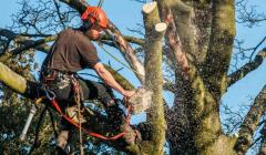 Affordable Commercial Tree Care Solutions for Businesses