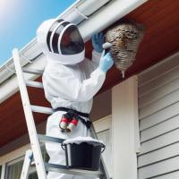 BBPP Pest Control - Wasp Removal Service Vaughan - Free consultation