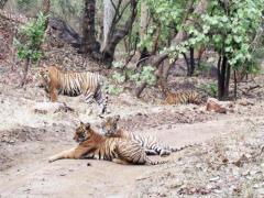 Get Ranthambore Jungle Safari Booking for this Trip 