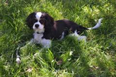 Cavalier King Charles Spaniel Puppies for Sale in Madurai