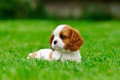 Cavalier King Charles Spaniel Puppies for Sale in Madurai