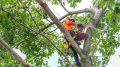 Best Arborist Services in Orange Park