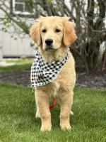 Golden Retriever for Sale Puppy – Your Perfect Companion Awaits!