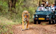 Online Booking for Ranthambore Safari A Complete How-To Guide