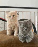 British Longhair Kitten in Madurai