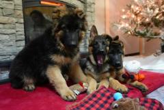 Black German Shepherd Puppies for Sale