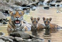 Preserve Ranthambore Tiger Safari Booking Online for Nature Exploration 