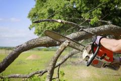 Expert Tree Care Service for Healthier Trees