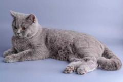 Russian Blue Kitten in Madurai