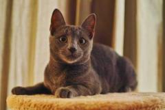 Russian Blue Kitten in Madurai