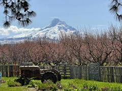 Mt Hood Wine Waterfall Tour